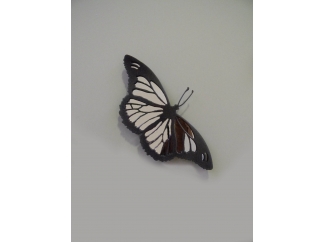 Бабочка (с зеркалом)